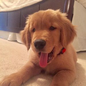 Meet your Posher, Chase